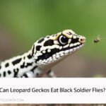 Can Leopard Geckos Eat Black Soldier Flies