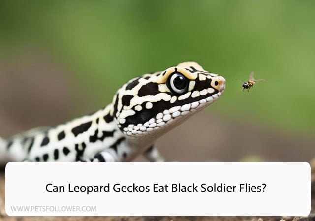 Can Leopard Geckos Eat Black Soldier Flies?