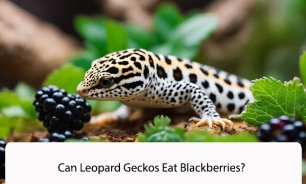 Can Leopard Geckos Eat Blackberries?