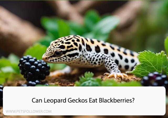 Can Leopard Geckos Eat Blackberries?
