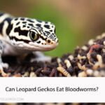 Can Leopard Geckos Eat Bloodworms