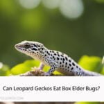 Can Leopard Geckos Eat Box Elder Bugs
