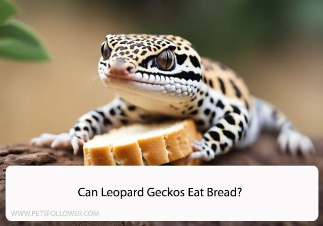 Can Leopard Geckos Eat Bread?