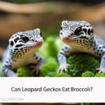 Can Leopard Geckos Eat Broccoli