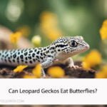 Can Leopard Geckos Eat Butterflies