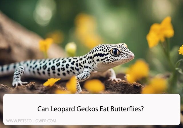 Can Leopard Geckos Eat Butterflies?