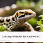 Can Leopard Geckos Eat Butterworms