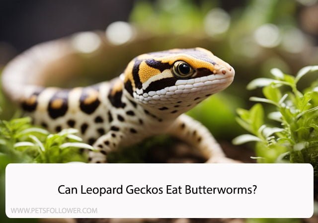Can Leopard Geckos Eat Butterworms?