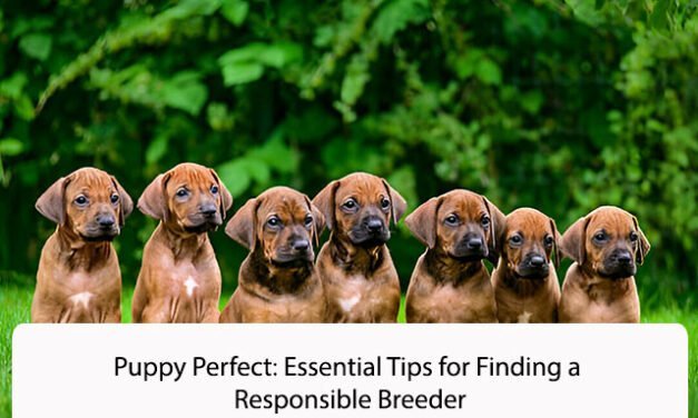 The Ultimate Journey to a Compassionate Responsible Breeder