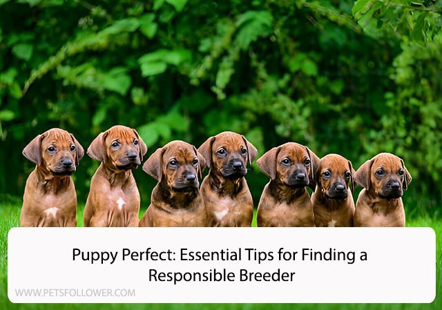 Puppy Perfect: Essential Tips for Finding a Responsible Breeder