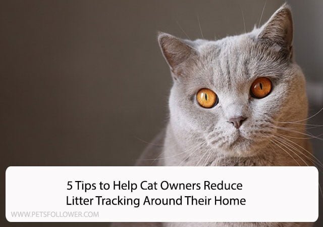5 Tips to Help Cat Owners Reduce Litter Tracking Around Their Home