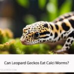 Can Leopard Geckos Eat Calci Worms