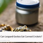 Can Leopard Geckos Eat Canned Crickets