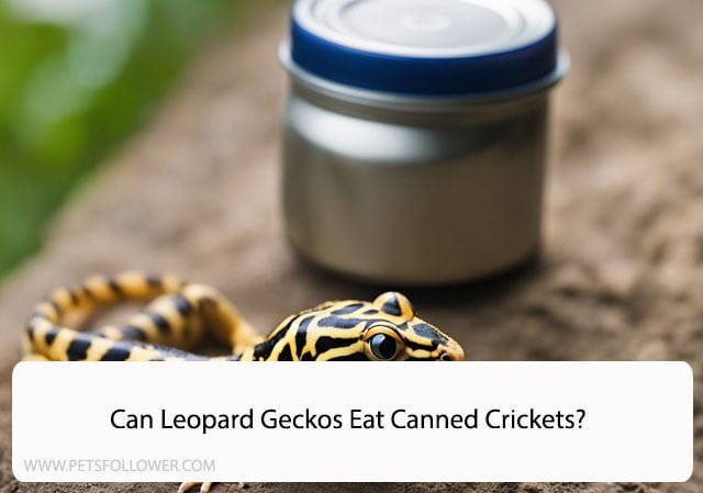 Can Leopard Geckos Eat Canned Crickets?