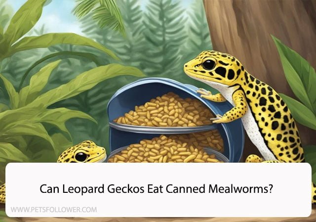 Can Leopard Geckos Eat Canned Mealworms?