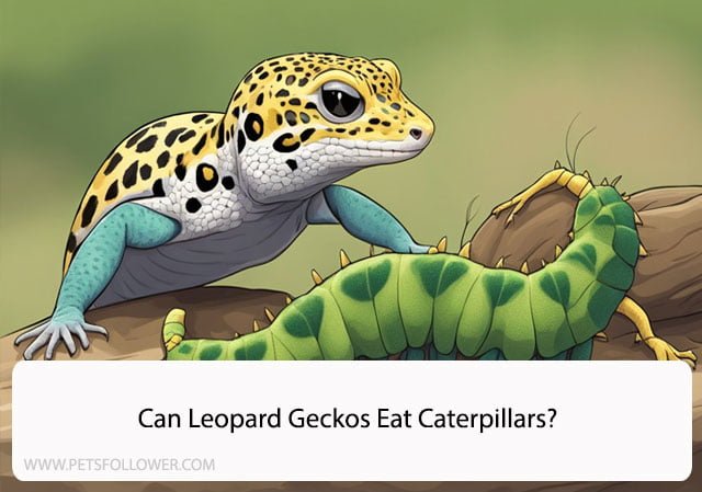 Can Leopard Geckos Eat Caterpillars?