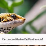 Can Leopard Geckos Eat Dead Insects