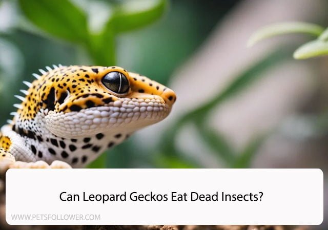 Can Leopard Geckos Eat Dead Insects?