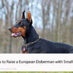 European Doberman