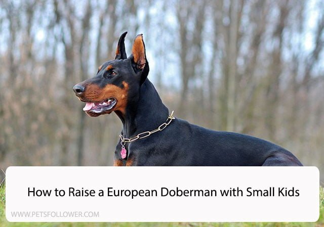 How to Raise a European Doberman with Small Kids