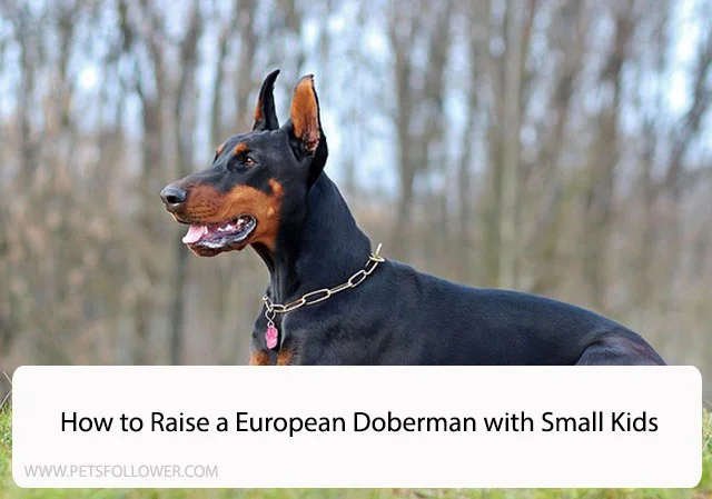 European Doberman