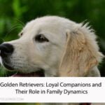 Golden Retrievers