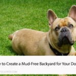 Mud-Free Backyard for Your Dog