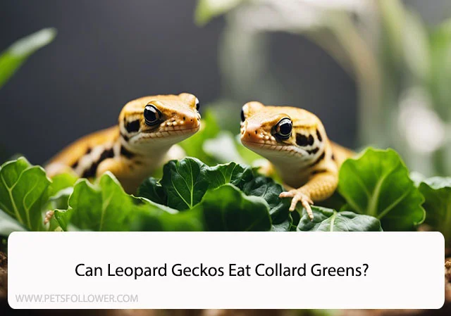 Can Leopard Geckos Eat Collard Greens?