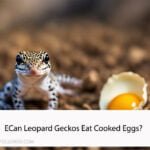 Can Leopard Geckos Eat Cooked Eggs