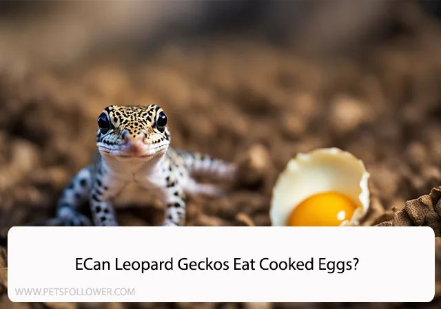Can Leopard Geckos Eat Cooked Eggs