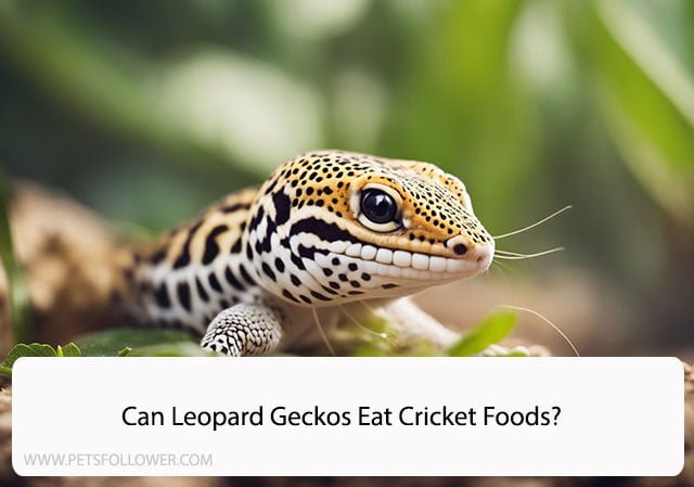 Can Leopard Geckos Eat Cricket Foods?