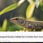 Can Leopard Geckos Eat Crickets from Outside
