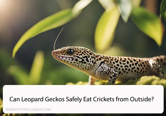 Can Leopard Geckos Eat Crickets from Outside