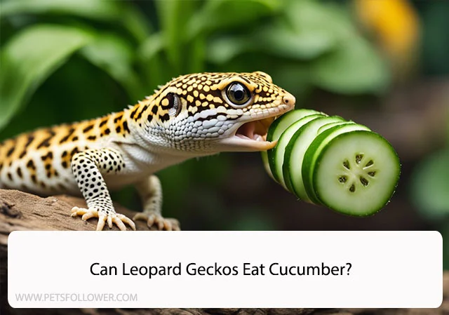 Can Leopard Geckos Eat Cucumber