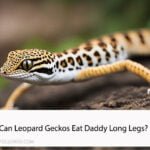 Can Leopard Geckos Eat Daddy Long Legs?