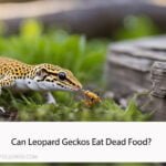 Can Leopard Geckos Eat Dead Food