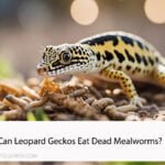 Can Leopard Geckos Eat Dead Mealworms?