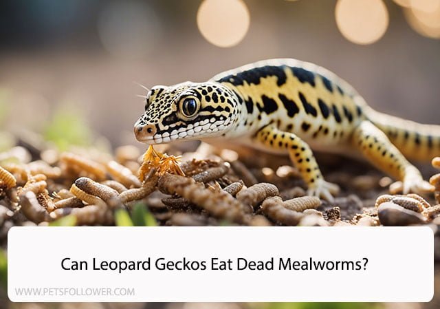 Can Leopard Geckos Eat Dead Mealworms?