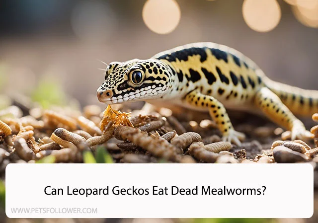 Can Leopard Geckos Eat Dead Mealworms?