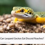 Can Leopard Geckos Eat Discoid Roaches?