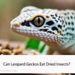 Can Leopard Geckos Eat Dried Insects?