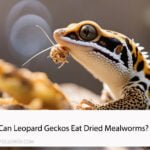 Can Leopard Geckos Eat Dried Mealworms