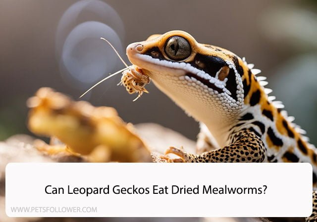 Can Leopard Geckos Eat Dried Mealworms?