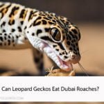 Can Leopard Geckos Eat Dubai Roaches?