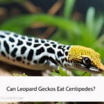 Can Leopard Geckos Eat Centipedes?