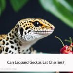 Can Leopard Geckos Eat Cherries