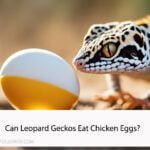 Can Leopard Geckos Eat Chicken Eggs