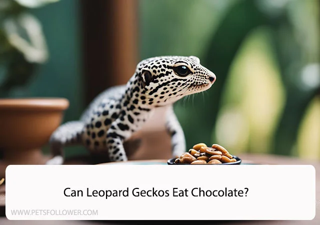 Can Leopard Geckos Eat Chocolate