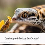 Can Leopard Geckos Eat Cicadas