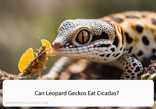 Can Leopard Geckos Eat Cicadas